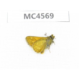Thymelicus sylvaticus. China, Gansu, Lanzhou, Yuzhong county, Mt.Xinglongshan. 1M. MC4569.
