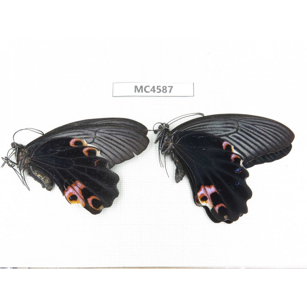 Papilio protenor ssp. China, Guizhou, Qiannan area, Huishui county. 1P. MC4587.