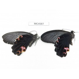 Papilio protenor ssp. China, Guizhou, Qiannan area, Huishui county. 1P. MC4587.