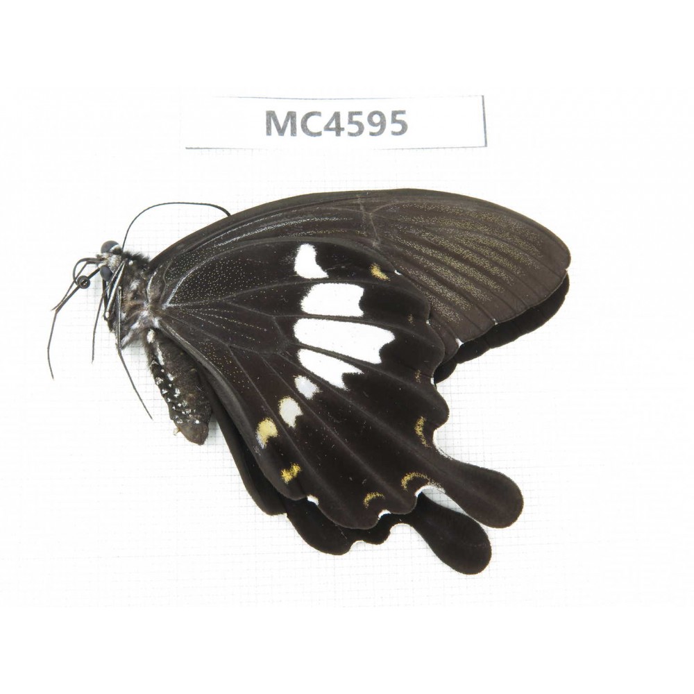 Papilio nephelus ssp. China, Fujian, Quanzhou, Mt.Daiyunshan. 1M. MC4595.