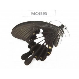 Papilio nephelus ssp. China, Fujian, Quanzhou, Mt.Daiyunshan. 1M. MC4595.