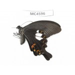 Papilio helenus ssp. China, Fujian, Quanzhou, Mt.Daiyunshan. 1M. MC4596.
