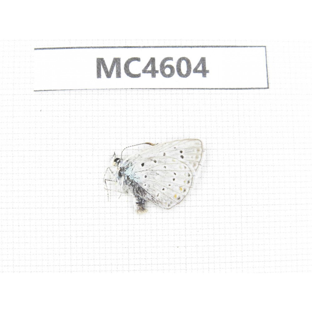 Lycanidae sp. China, Xinjang, Hami area, N of Hami, Mt.Tianshan. 1M. MC4604.
