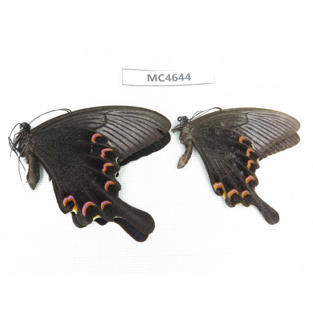 Papilio bianor ssp. China,  Jiangsu, Nanjing. 2M. MC4644.