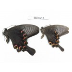 Papilio bianor ssp. China,  Jiangsu, Nanjing. 2M. MC4644.