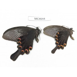 Papilio bianor ssp. China,  Jiangsu, Nanjing. 2M. MC4644.
