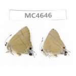 Rapala manea. China, Jiangsu, Nanjing. 2M. MC4646.