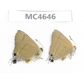 Rapala manea. China, Jiangsu, Nanjing. 2M. MC4646.
