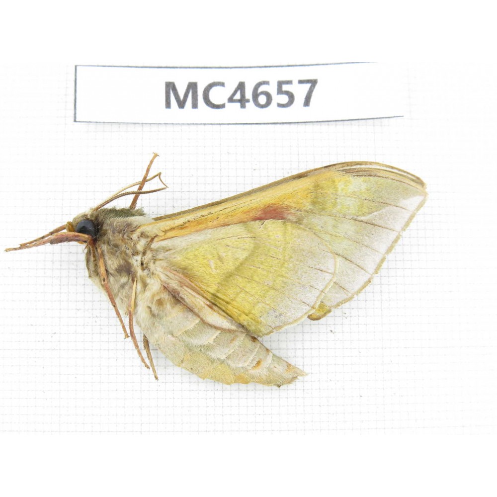 Sphingidae sp. China, Sichuan, Aba area, Lixian county. 1Pcs. MC4657.