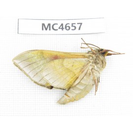 Sphingidae sp. China, Sichuan, Aba area, Lixian county. 1Pcs. MC4657.