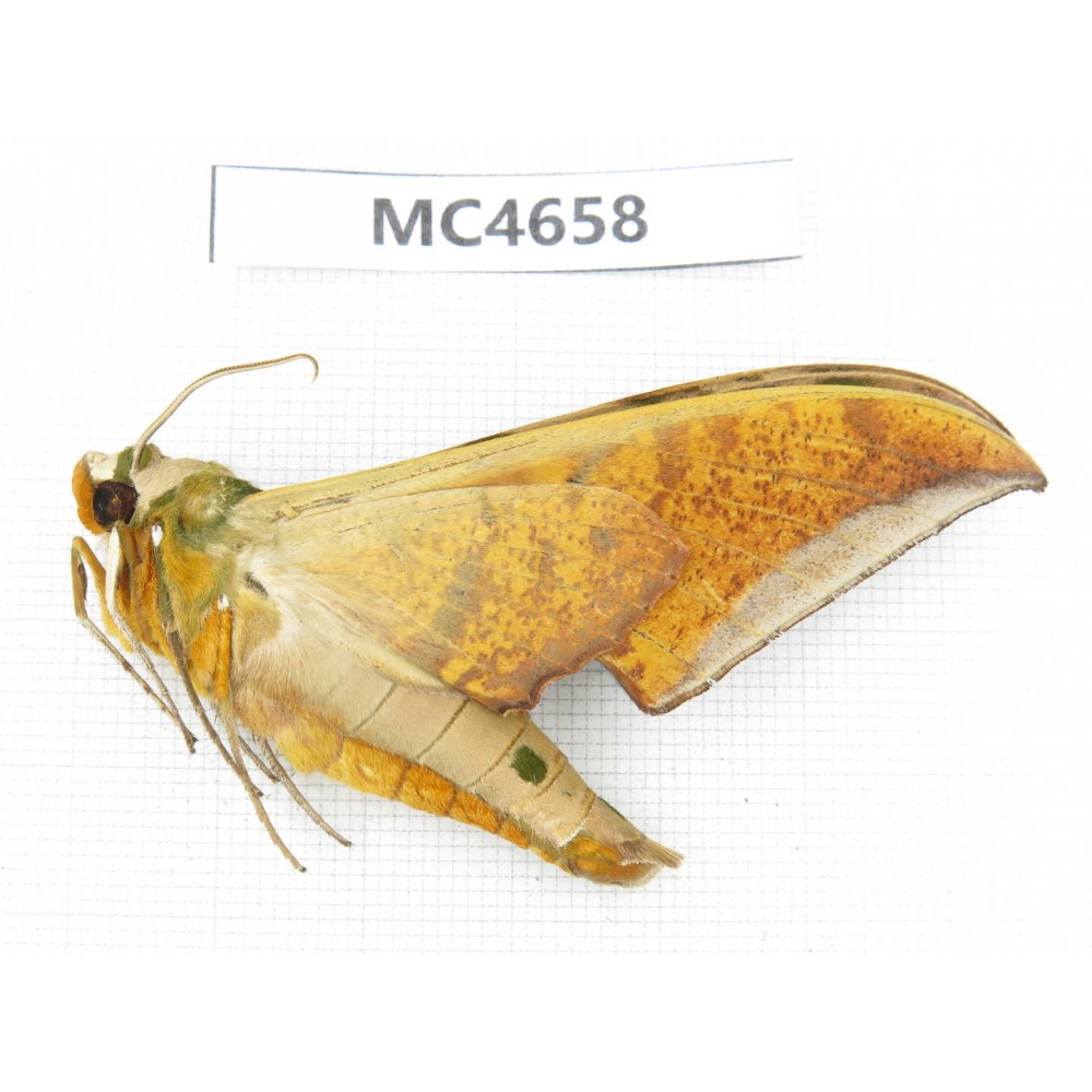 Sphingidae sp. China, Sichuan, Aba area, Lixian county. 1Pcs. MC4658.
