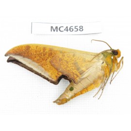 Sphingidae sp. China, Sichuan, Aba area, Lixian county. 1Pcs. MC4658.
