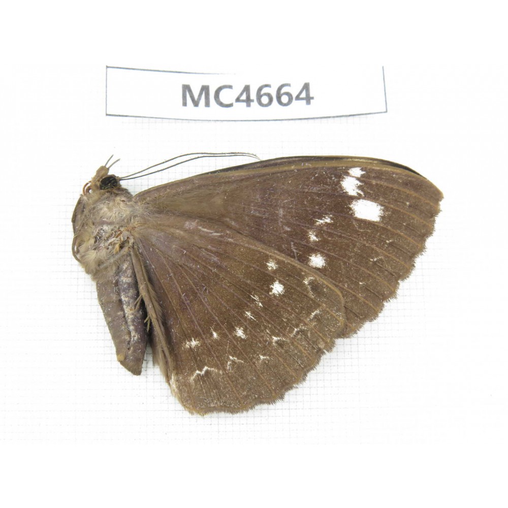 Noctuidae sp. China, Guangxi, Nanning, Longan county. Mt.Xidamingshan.1Pcs. MC4664.