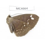 Noctuidae sp. China, Guangxi, Nanning, Longan county. Mt.Xidamingshan.1Pcs. MC4664.