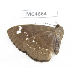 Noctuidae sp. China, Guangxi, Nanning, Longan county. Mt.Xidamingshan.1Pcs. MC4664.