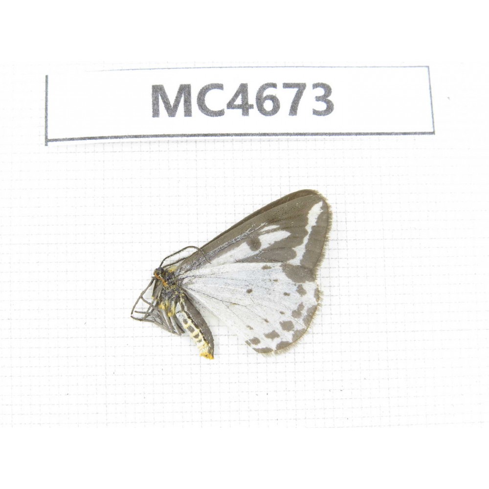 Day flying moths sp. China, Tibet, Qamdo area, W of Jiangda county.1Pcs. MC4673.