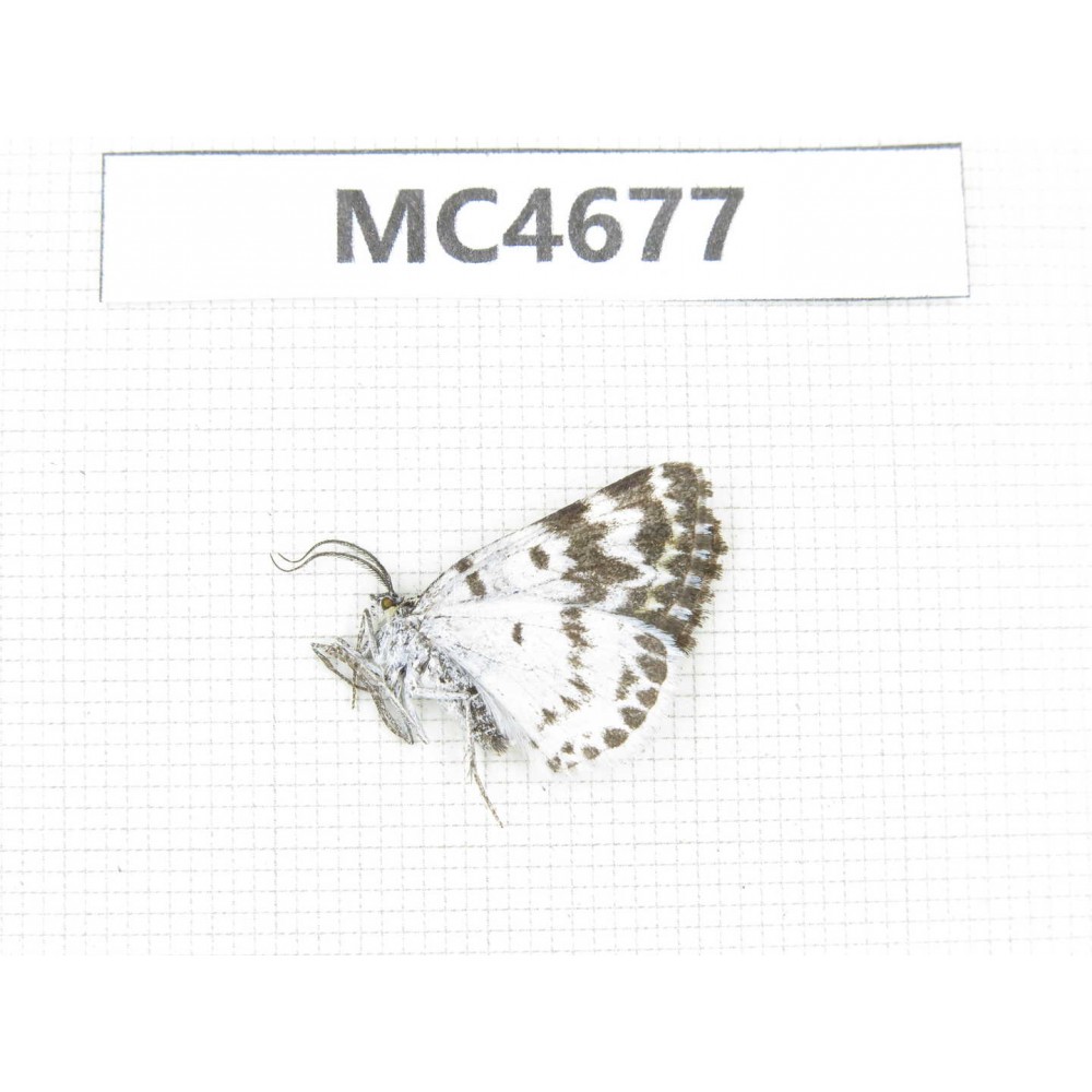 Day flying moths sp. China, Tibet, Qamdo area, N of Qamdo. 1Pcs. MC4677.