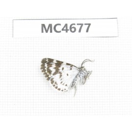 Day flying moths sp. China, Tibet, Qamdo area, N of Qamdo. 1Pcs. MC4677.