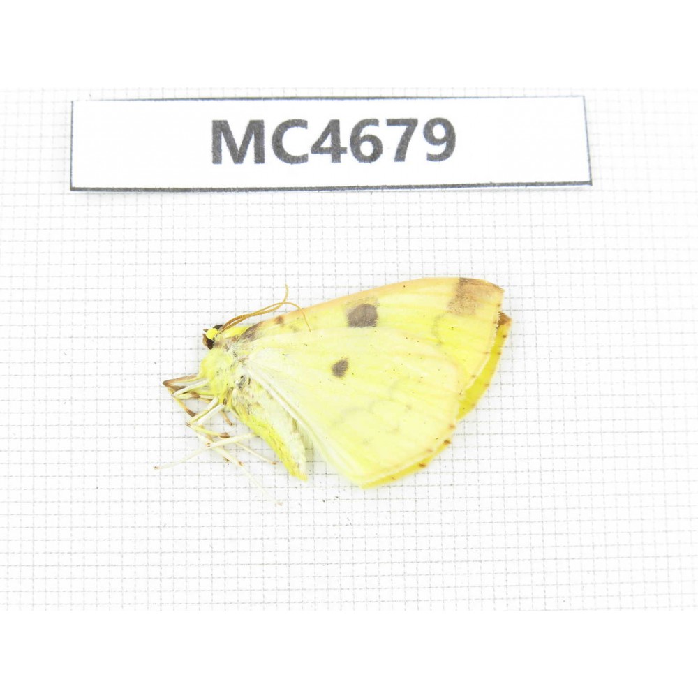 Geometridae sp. China, Sichuan, Ganzi area, Ganzi county. 1Pcs. MC4679.