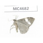 Geometridae sp. China, W Sichuan, Ganzi area, Kangding.1Pcs. MC4682.
