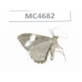 Geometridae sp. China, W Sichuan, Ganzi area, Kangding.1Pcs. MC4682.
