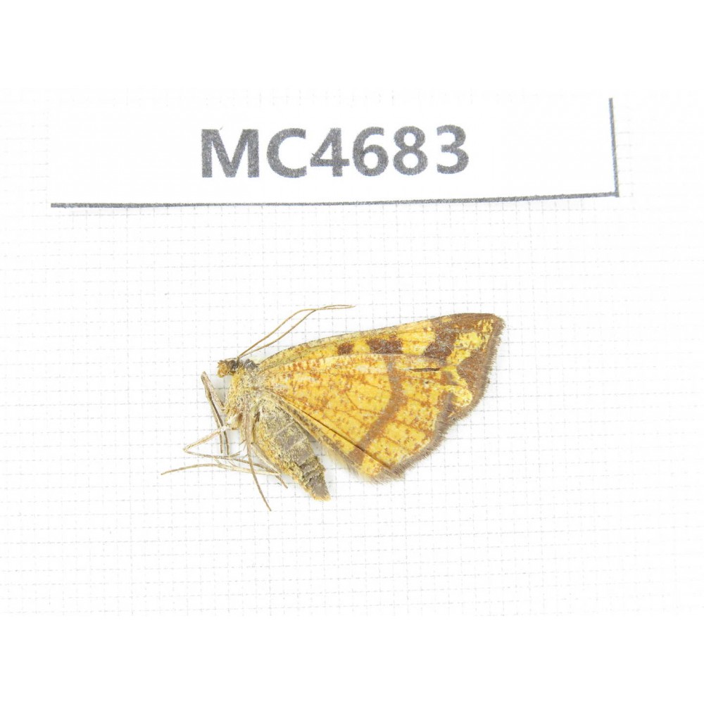 Moths sp. China, W Sichuan, Ganzi area, Kangding.1Pcs. MC4683.