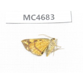 Moths sp. China, W Sichuan, Ganzi area, Kangding.1Pcs. MC4683.
