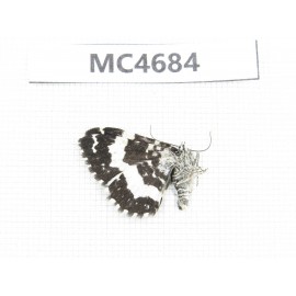 Moths sp. China, W Sichuan, Batang county (Tibet border). 1Pcs. MC4684.