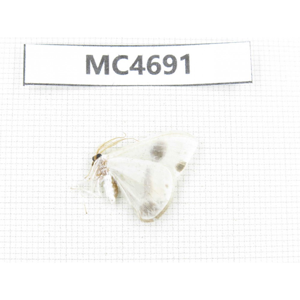 Moths sp. China,  SE of Guizhou, Mt.Leigongshan. 1Pcs. MC4691.