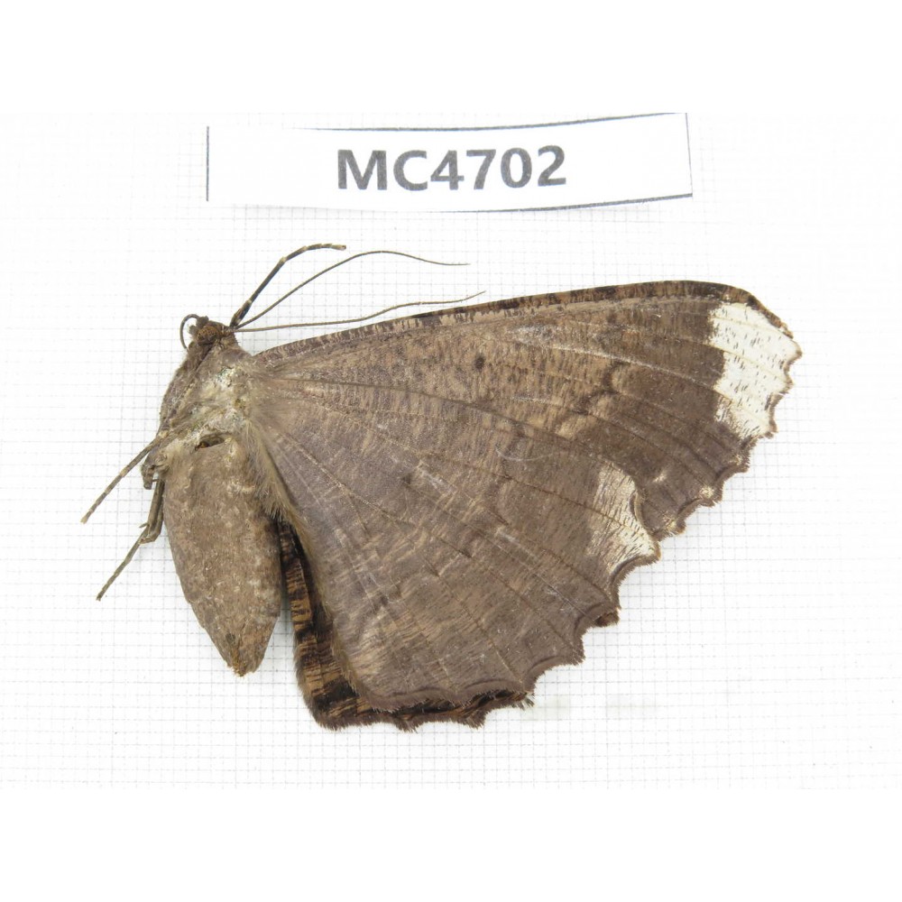 Geometridae sp. China,  SE of Guizhou, Mt.Leigongshan.1Pcs. MC4702.