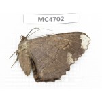 Geometridae sp. China,  SE of Guizhou, Mt.Leigongshan.1Pcs. MC4702.