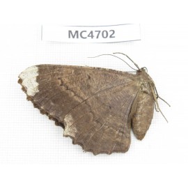 Geometridae sp. China,  SE of Guizhou, Mt.Leigongshan.1Pcs. MC4702.