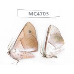 Geometridae sp. China,  SE of Guizhou, Mt.Leigongshan.2Pcs. MC4703.