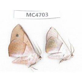 Geometridae sp. China,  SE of Guizhou, Mt.Leigongshan.2Pcs. MC4703.