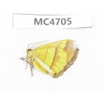 Moths sp. China,  SE of Guizhou, Mt.Leigongshan. 1Pcs. MC4705.