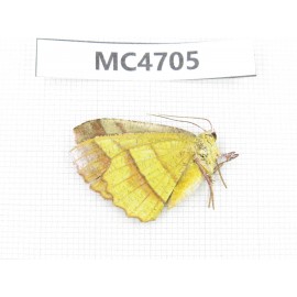 Moths sp. China,  SE of Guizhou, Mt.Leigongshan. 1Pcs. MC4705.
