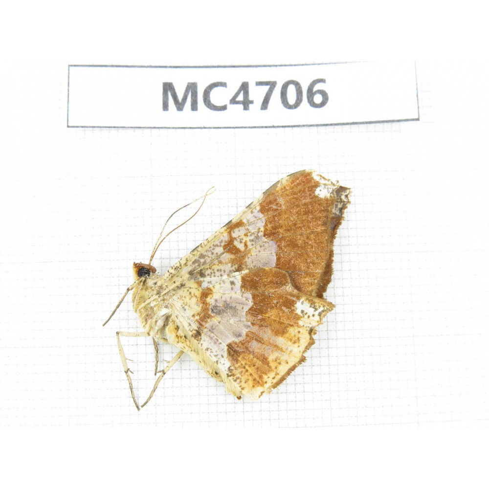 Geometridae sp. China,  SE of Guizhou, Mt.Leigongshan.1Pcs. MC4706.