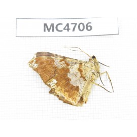 Geometridae sp. China,  SE of Guizhou, Mt.Leigongshan.1Pcs. MC4706.