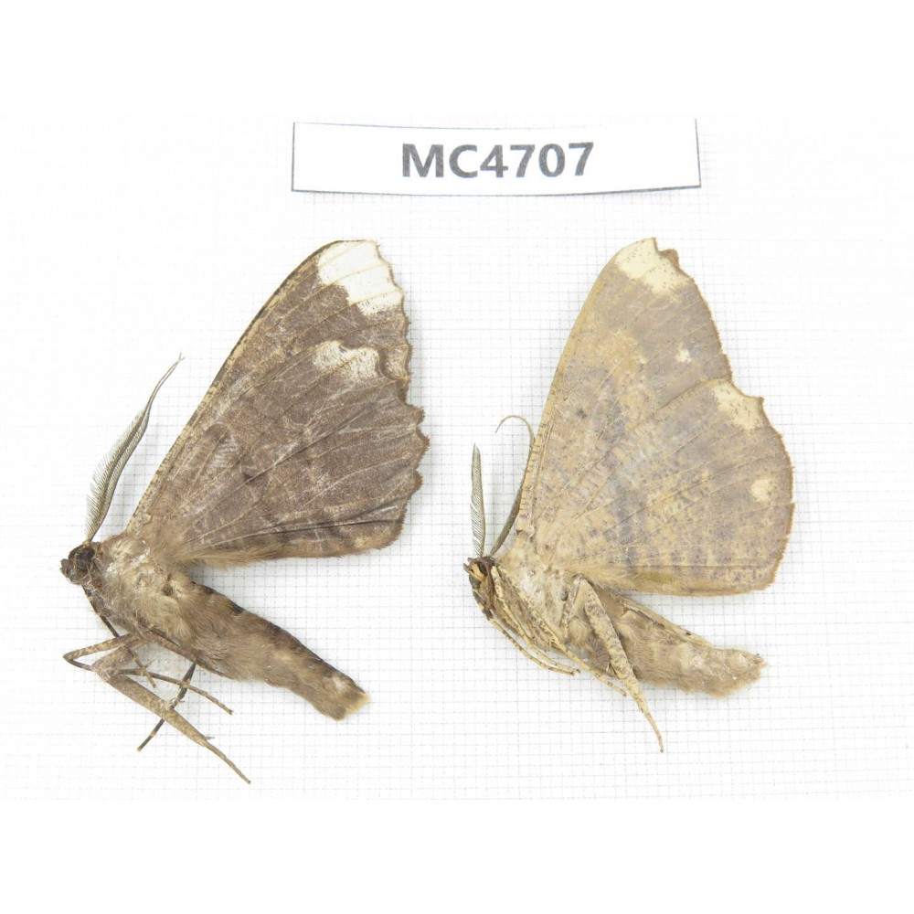 Geometridae sp. China,  SE of Guizhou, Mt.Leigongshan.2Pcs. MC4707.