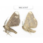 Geometridae sp. China,  SE of Guizhou, Mt.Leigongshan.2Pcs. MC4707.