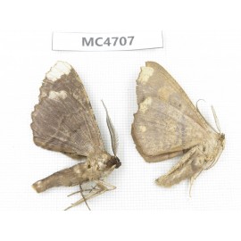 Geometridae sp. China,  SE of Guizhou, Mt.Leigongshan.2Pcs. MC4707.