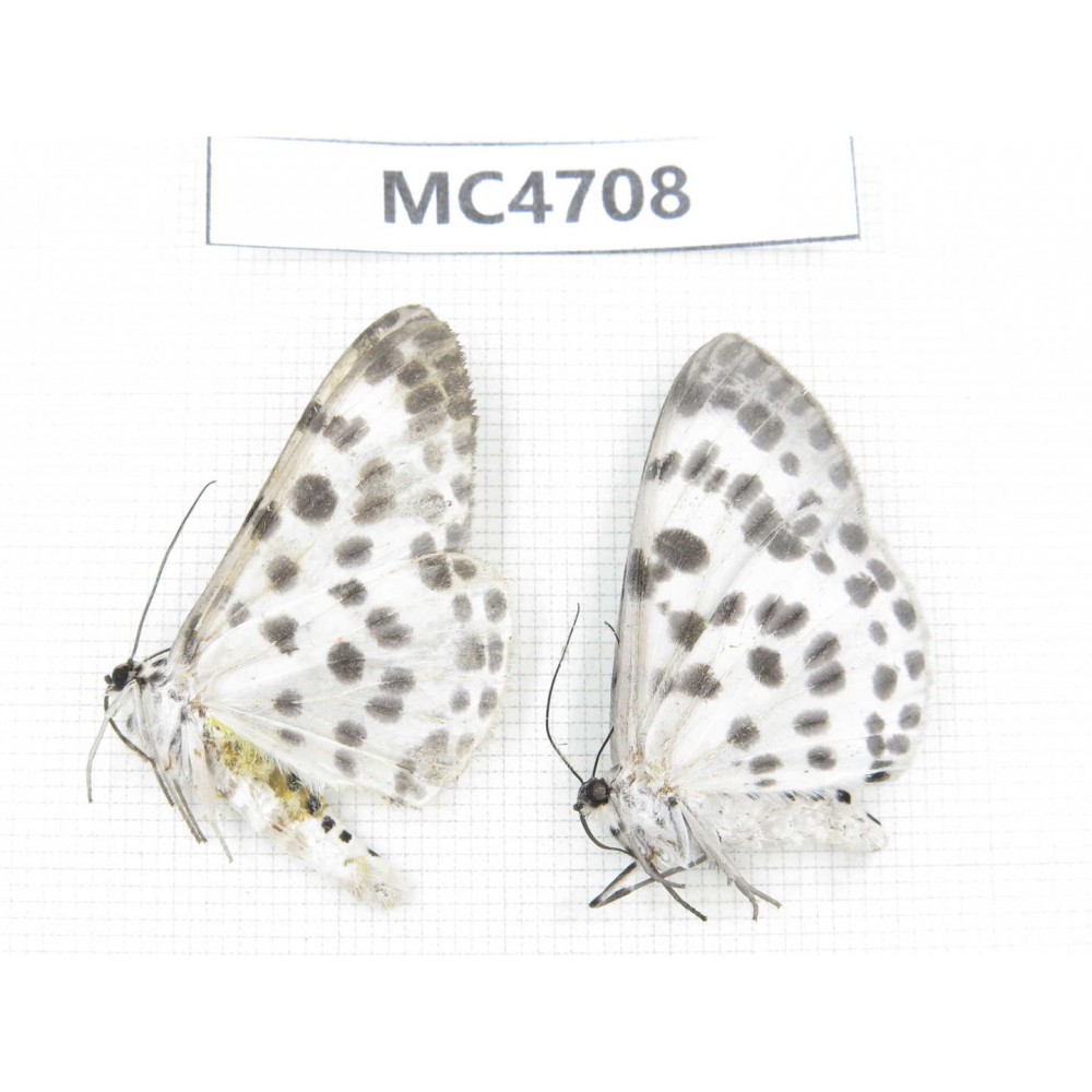 Geometridae sp. China,  SE of Guizhou, Mt.Leigongshan.2Pcs. MC4708.