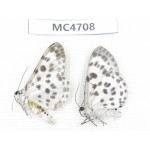 Geometridae sp. China,  SE of Guizhou, Mt.Leigongshan.2Pcs. MC4708.