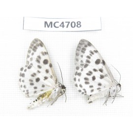Geometridae sp. China,  SE of Guizhou, Mt.Leigongshan.2Pcs. MC4708.