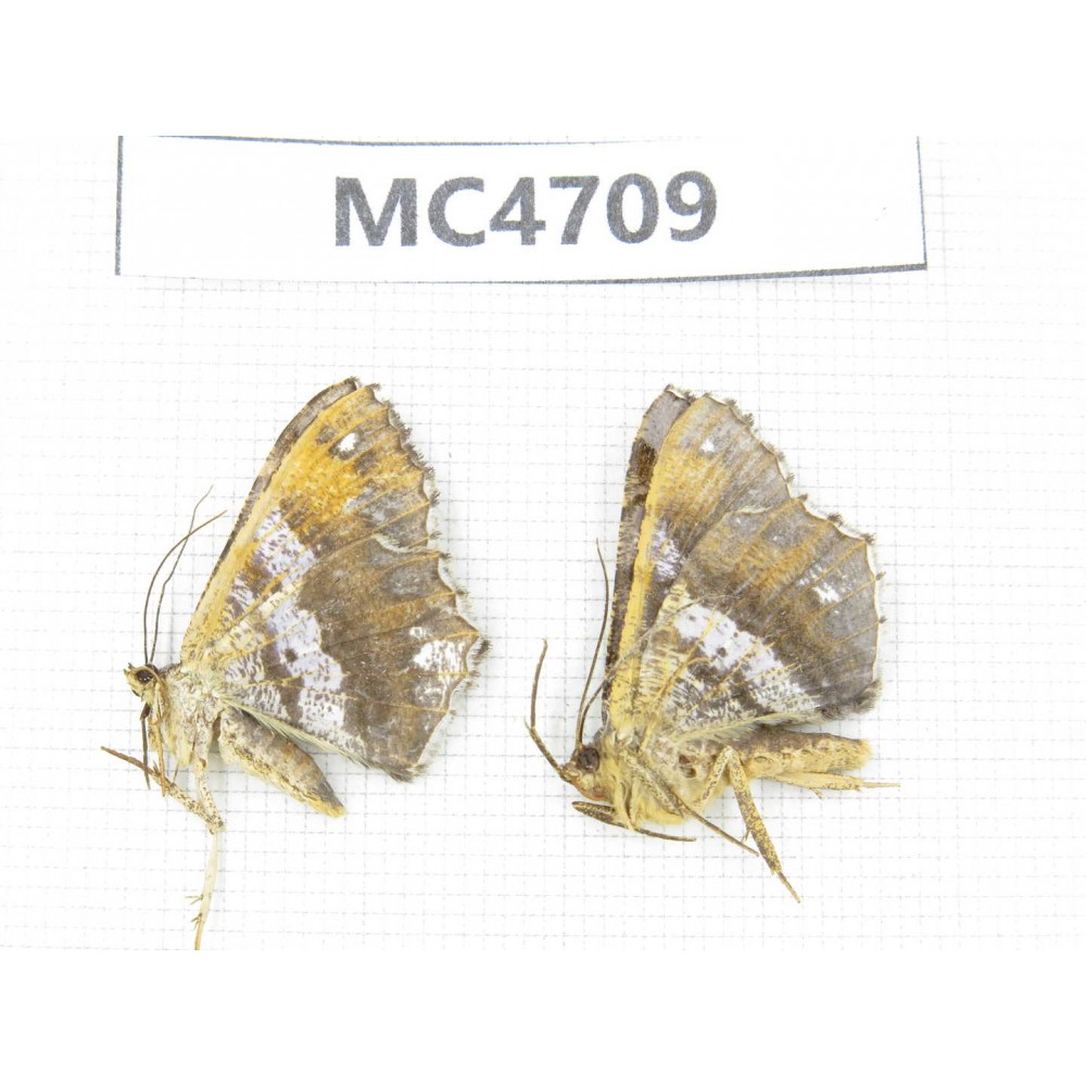 Geometridae sp. China,  SE of Guizhou, Mt.Leigongshan.2Pcs. MC4709.