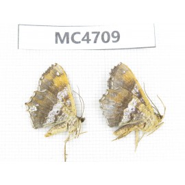 Geometridae sp. China,  SE of Guizhou, Mt.Leigongshan.2Pcs. MC4709.