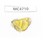 Moths sp. China,  SE of Guizhou, Mt.Leigongshan. 1Pcs. MC4710.
