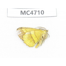 Moths sp. China,  SE of Guizhou, Mt.Leigongshan. 1Pcs. MC4710.