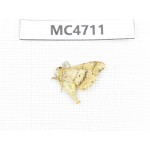 Moths sp. China,  SE of Guizhou, Mt.Leigongshan. 1Pcs. MC4711.