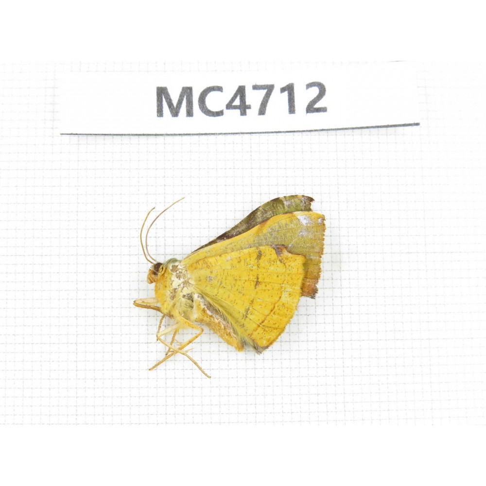 Moths sp. China,  SE of Guizhou, Mt.Leigongshan. 1Pcs. MC4712.